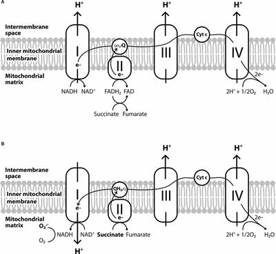 A Comprehensive Overview of the Complex Role of Oxidative Stress in Aging, The Contributing Environmental Stressors and Emerging Antioxidant Therapeutic Interventions